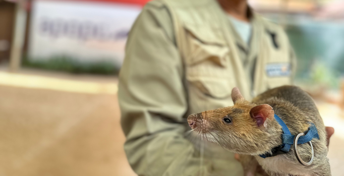 Image of HeroRAT Sophia at the APOPO Visitor Center in Cambodia. The highly developed sense of smell and light weight of African giant pouched rats, nicknamed ‘HeroRATs’, make them ideal detectors of landmines and tuberculosis.